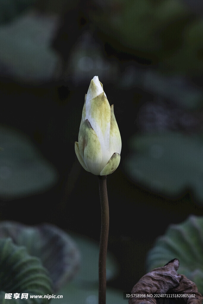 一支荷花