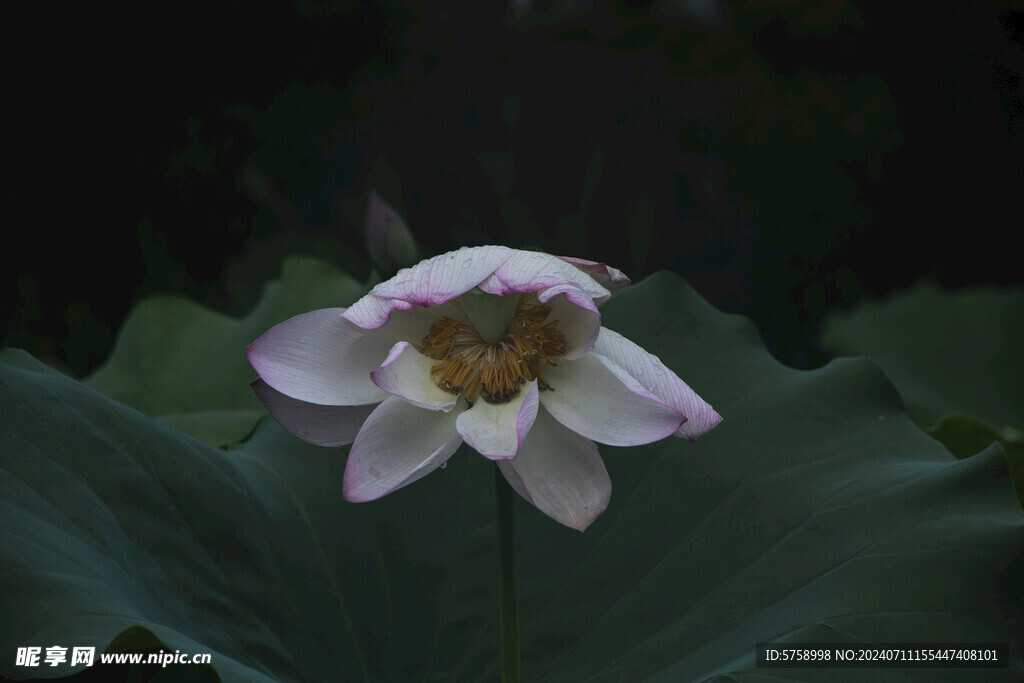 雨后荷花