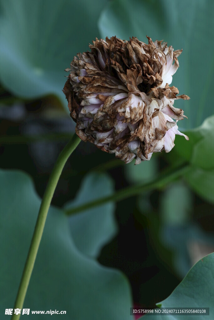 枯萎莲花