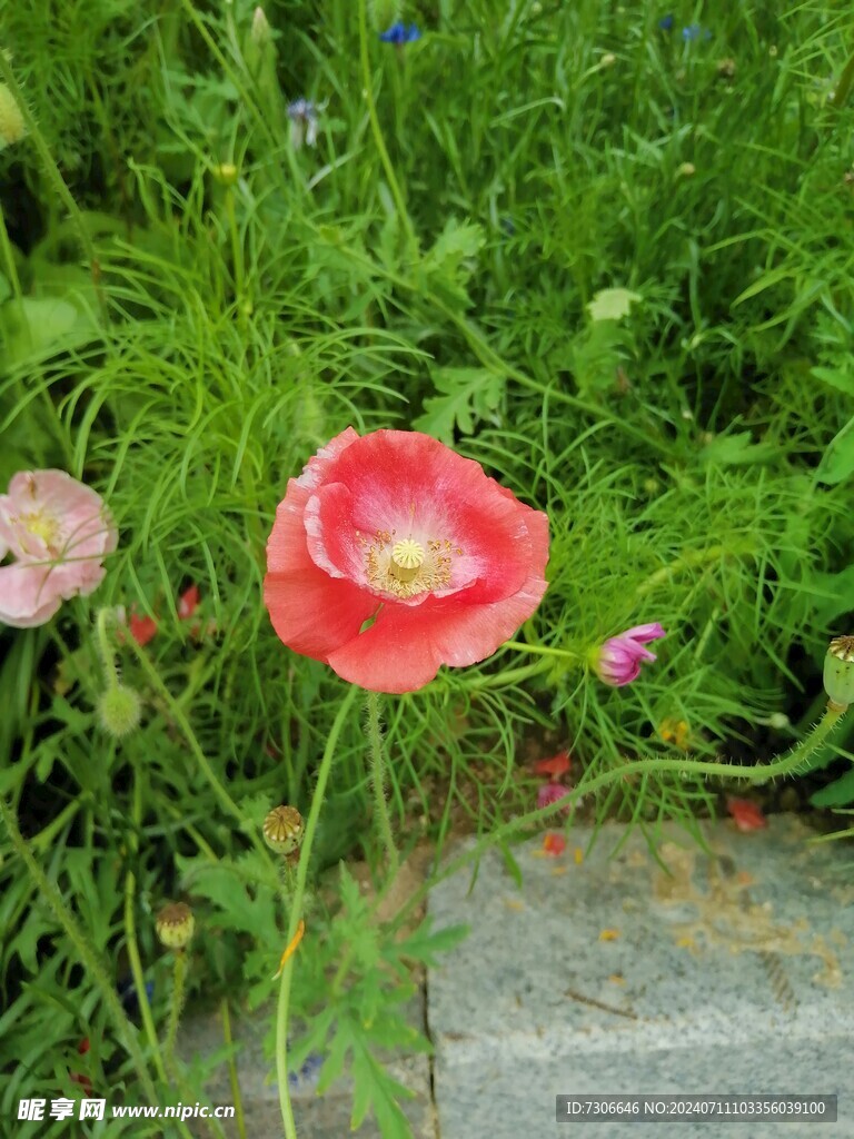 红花