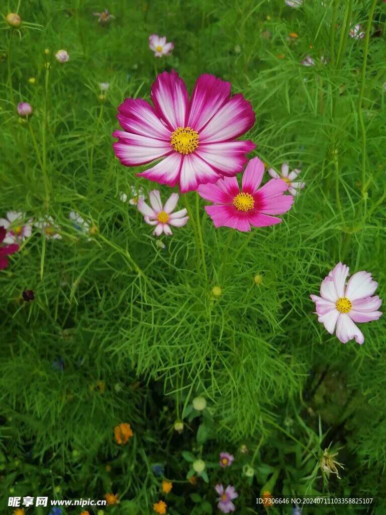 太阳花