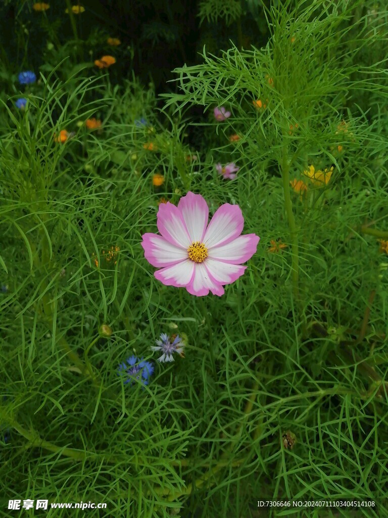 粉花