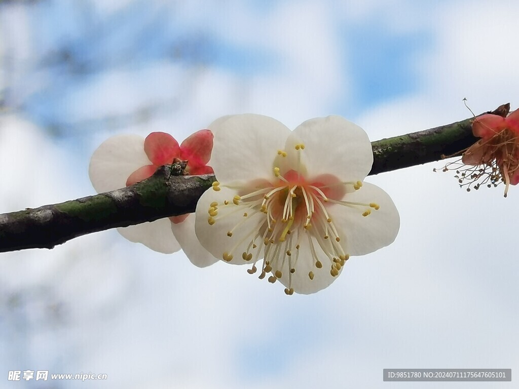 梅花