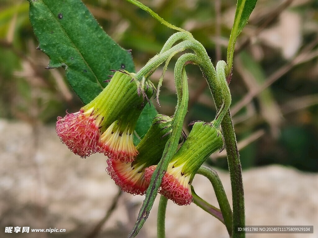 野茼蒿花摄影