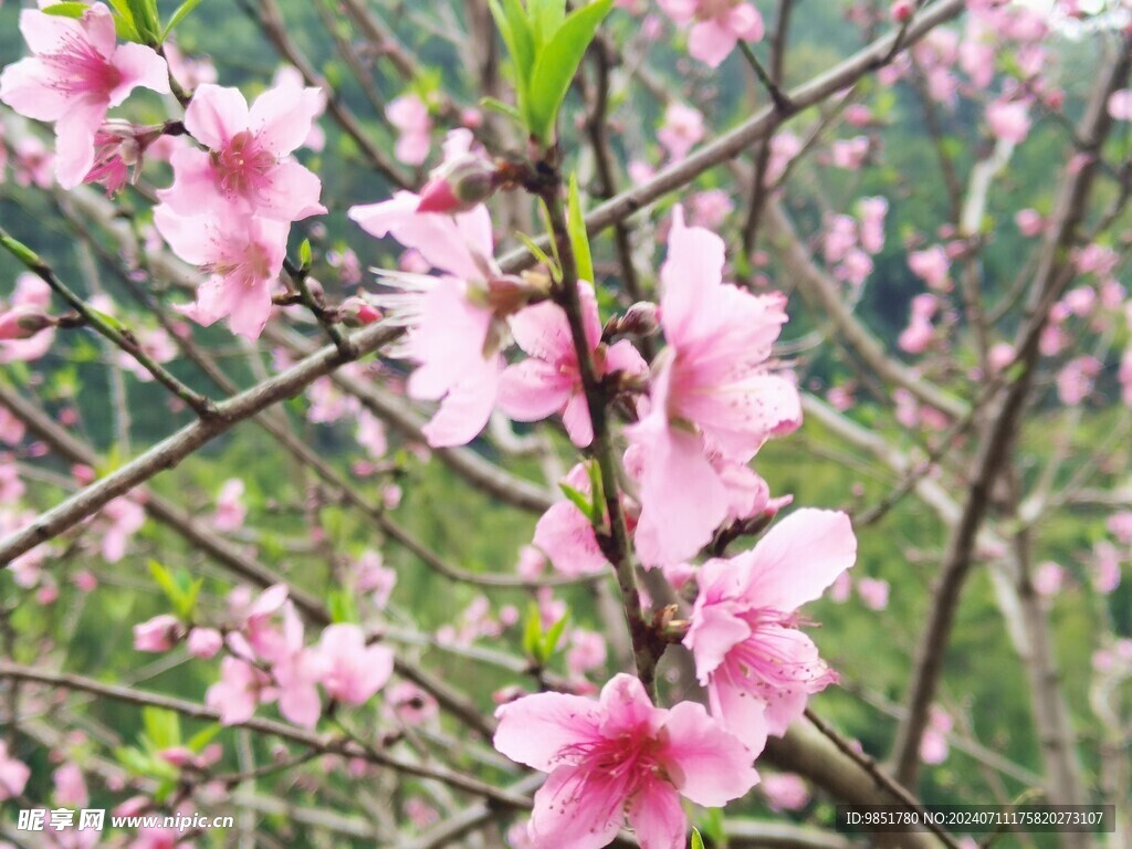 花摄影