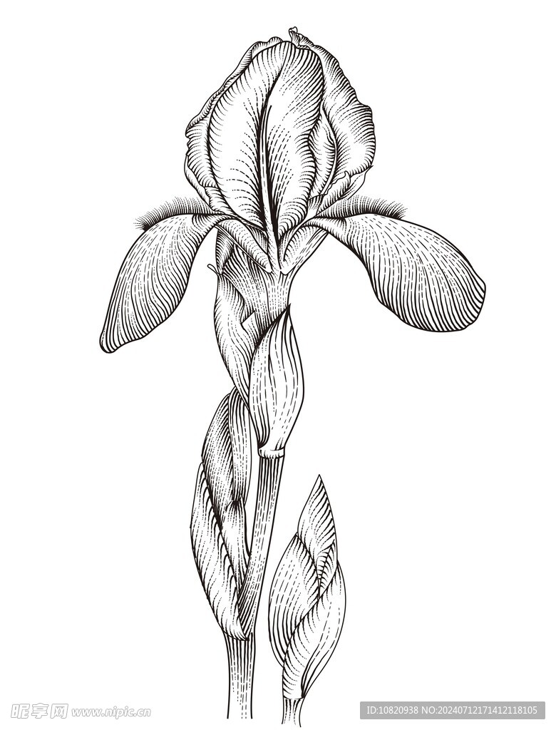 鸢尾花