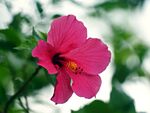 芙蓉