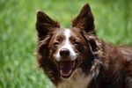 牧羊犬