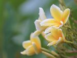 百合花