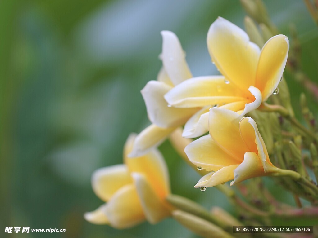 百合花