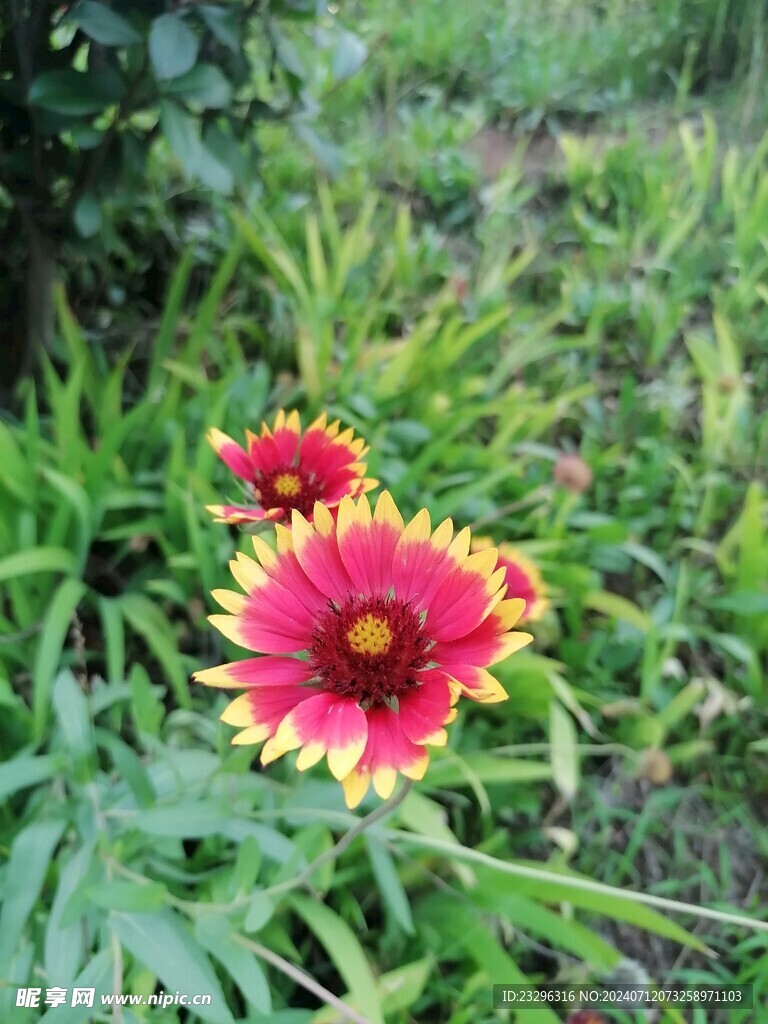 小野花 