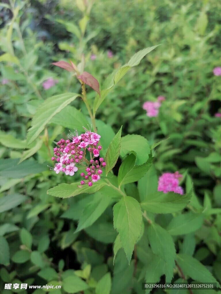 草丛花朵