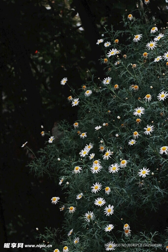 黄春菊