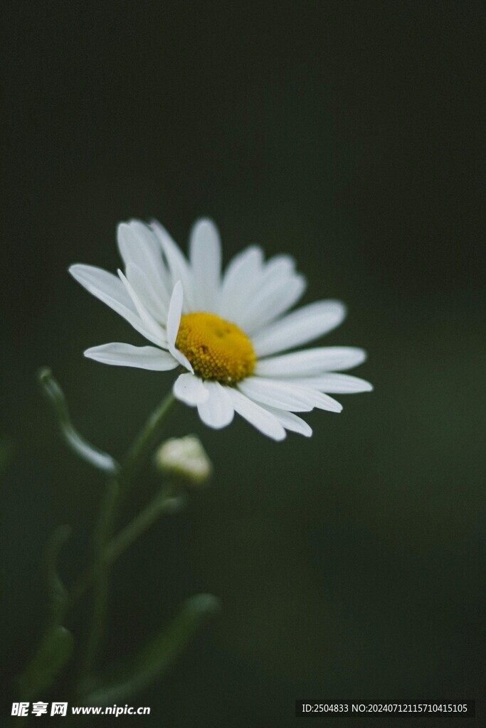 黄春菊