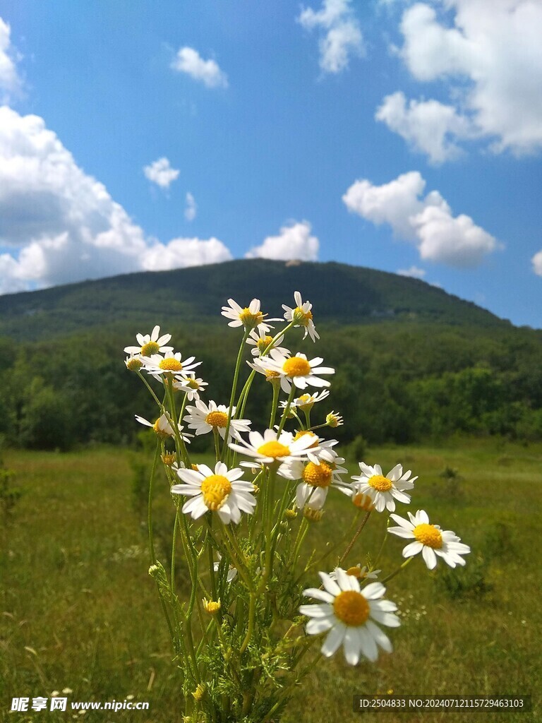 黄春菊
