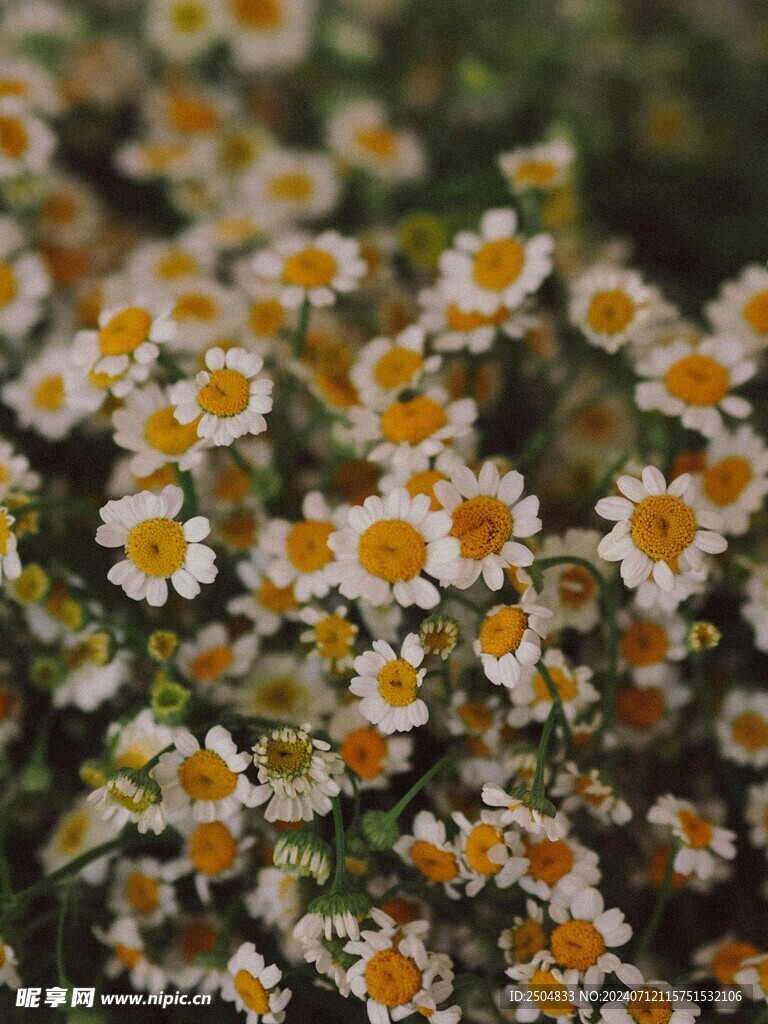 黄春菊