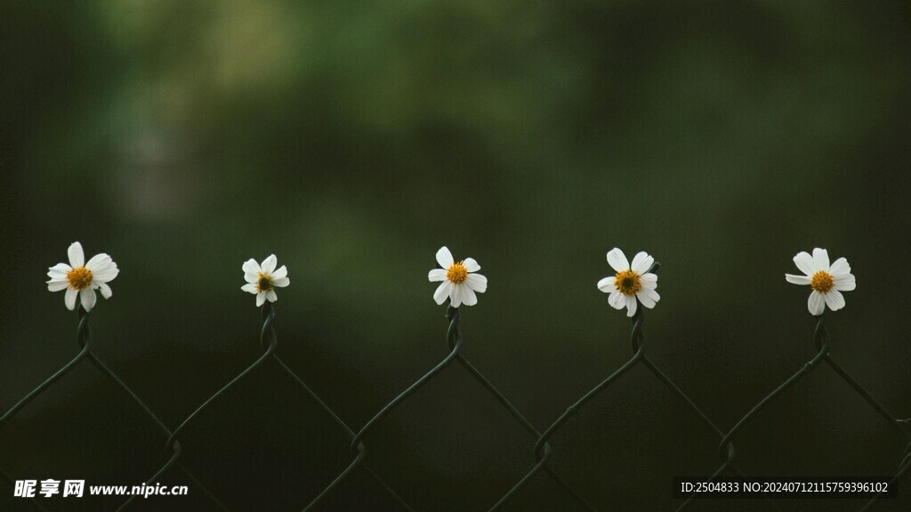 黄春菊