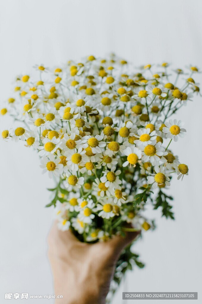 黄春菊