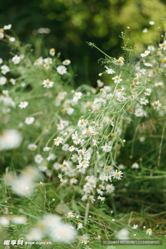 黄春菊