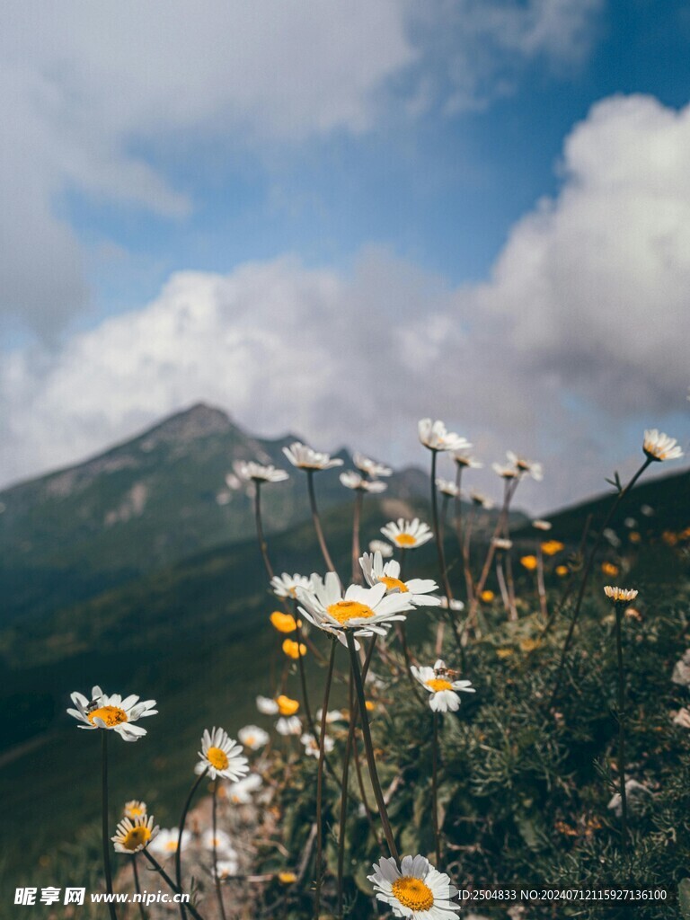 黄春菊