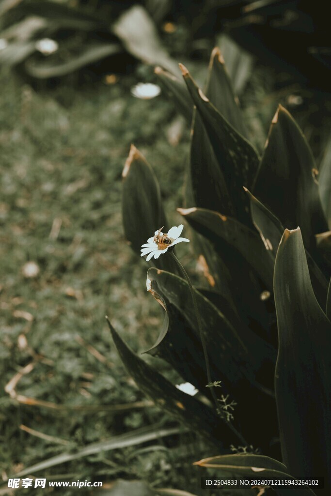 黄春菊
