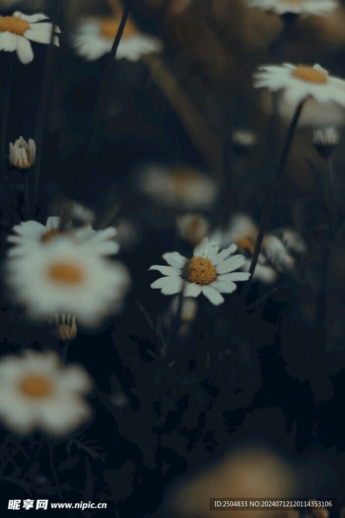 黄春菊