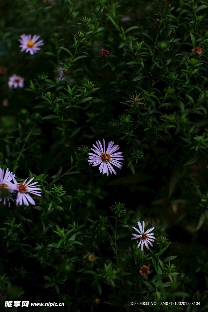 黄春菊