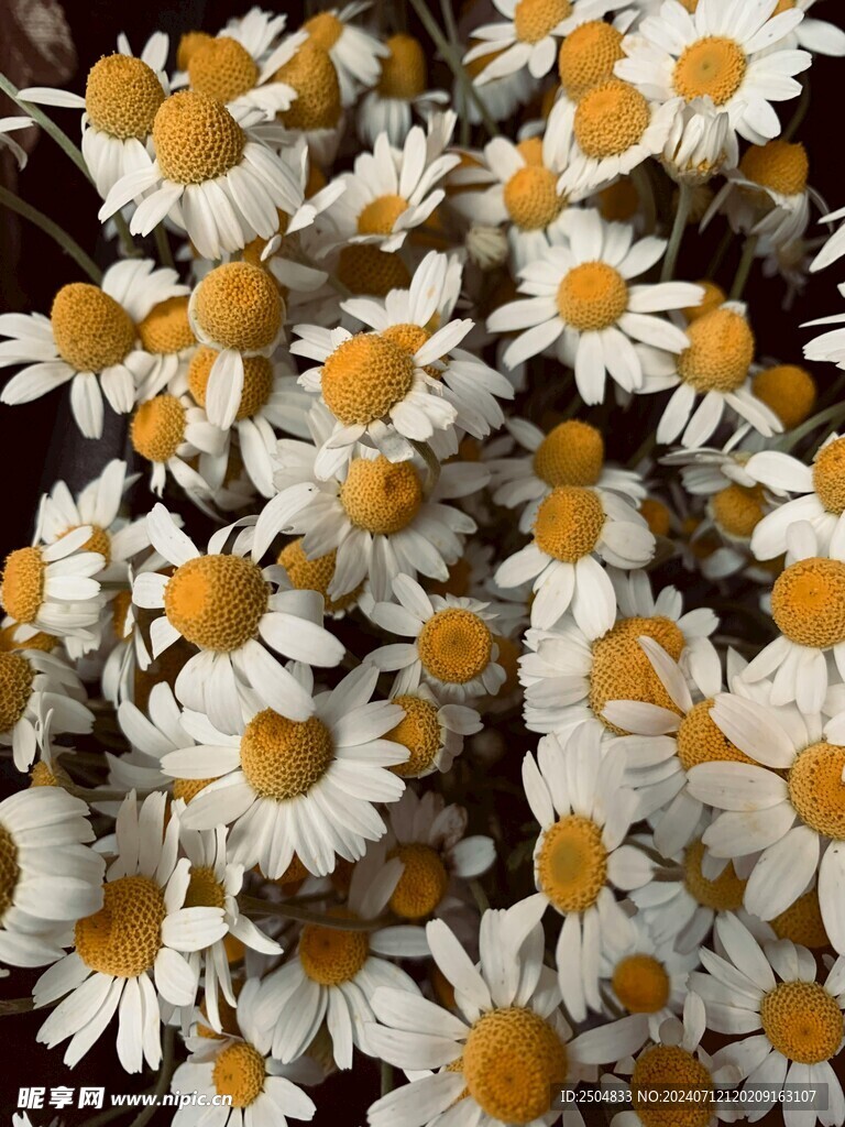 黄春菊