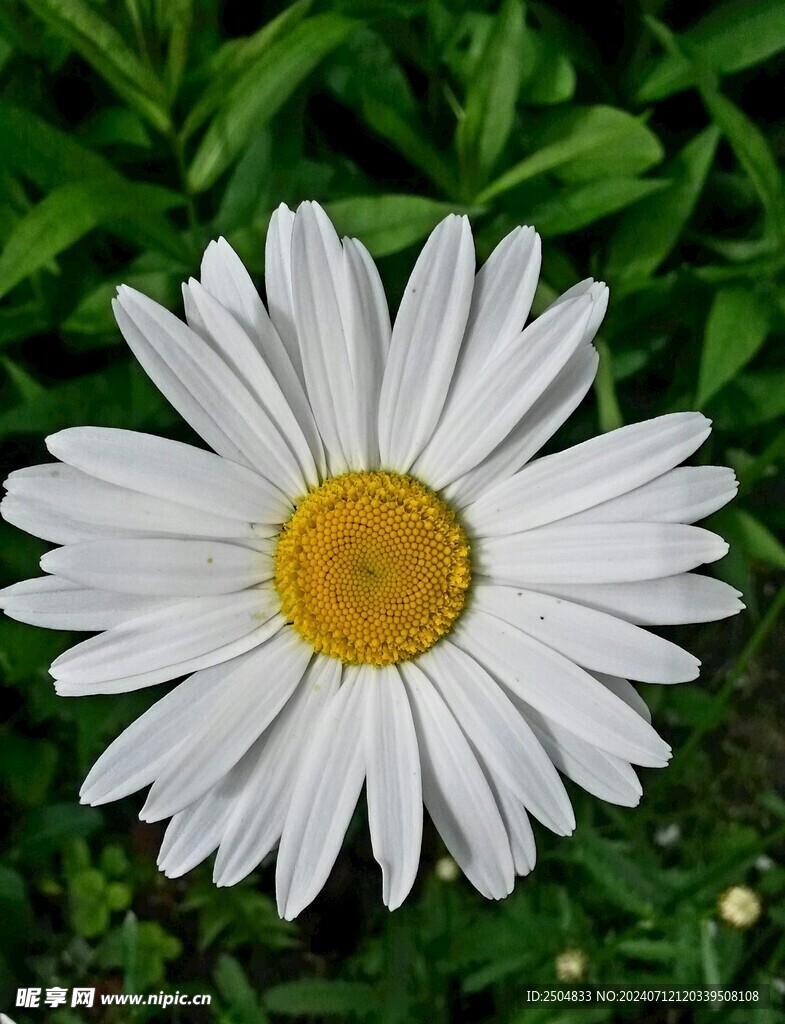 黄春菊