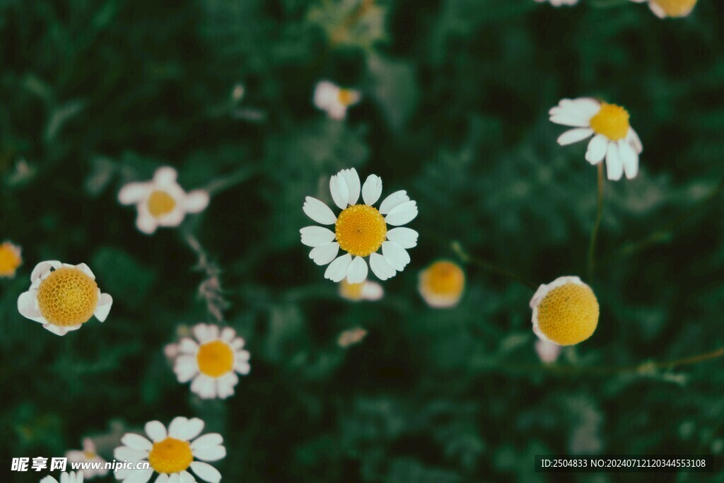 黄春菊