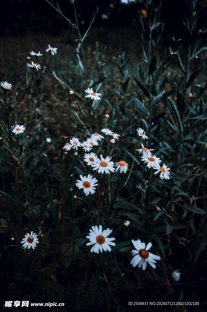 黄春菊
