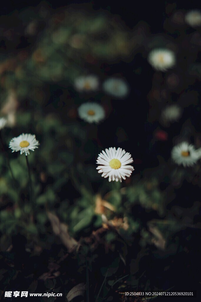 黄春菊