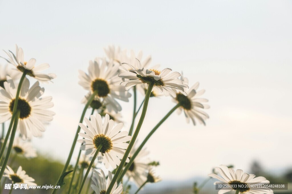 黄春菊