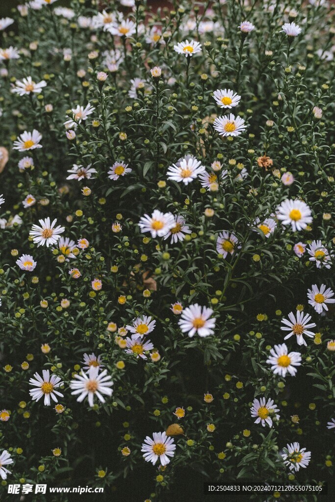 黄春菊