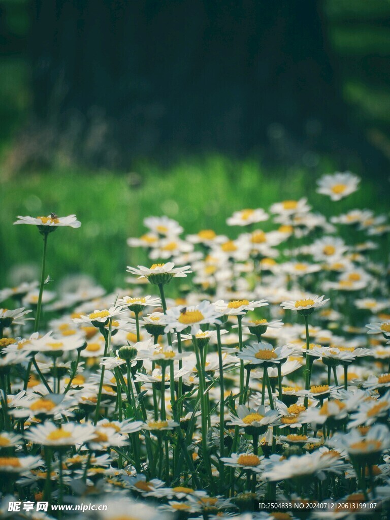 黄春菊