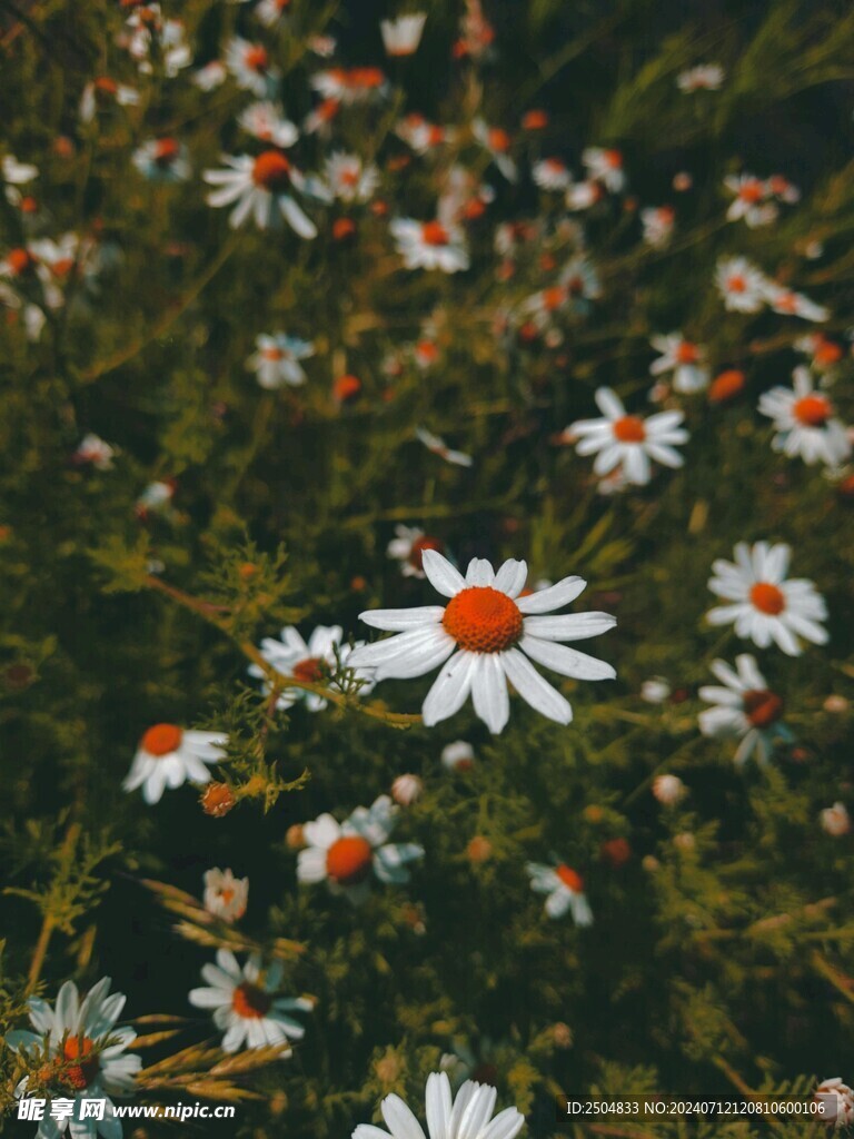 黄春菊
