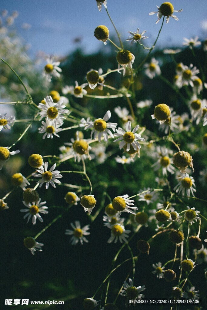 黄春菊