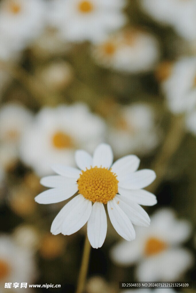黄春菊