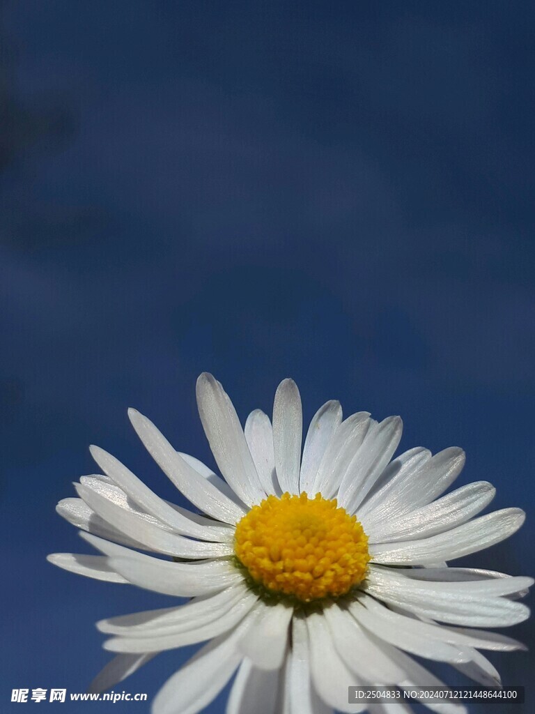 黄春菊