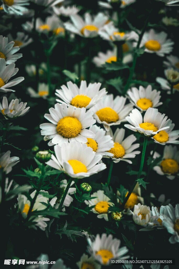 黄春菊