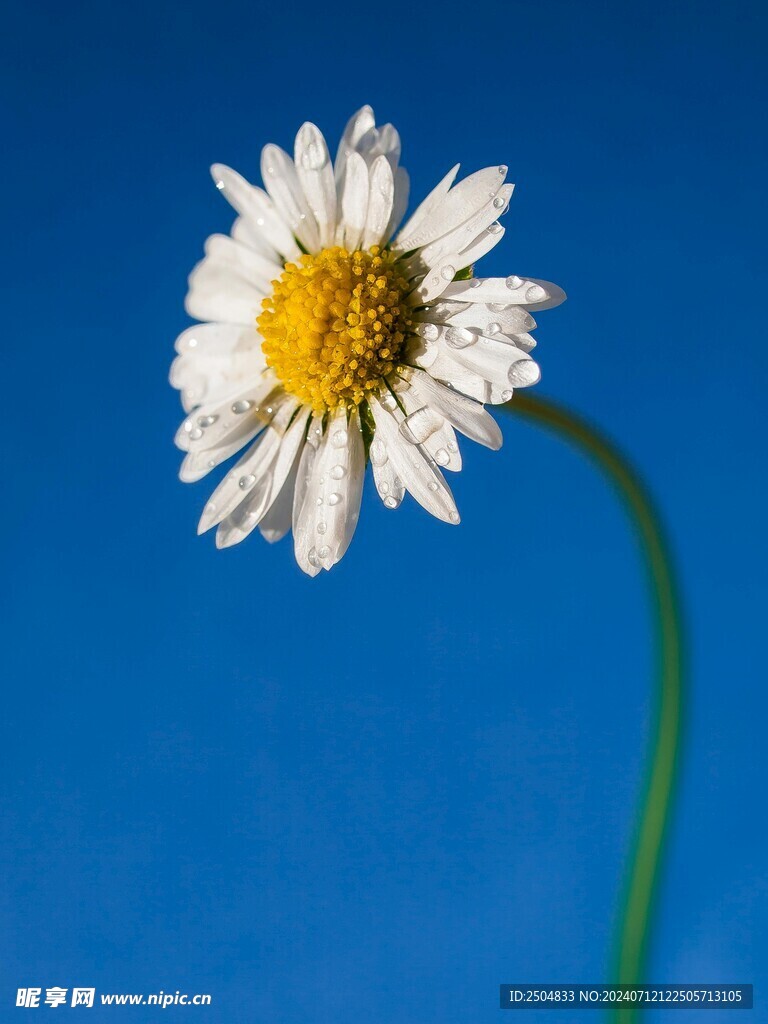 黄春菊