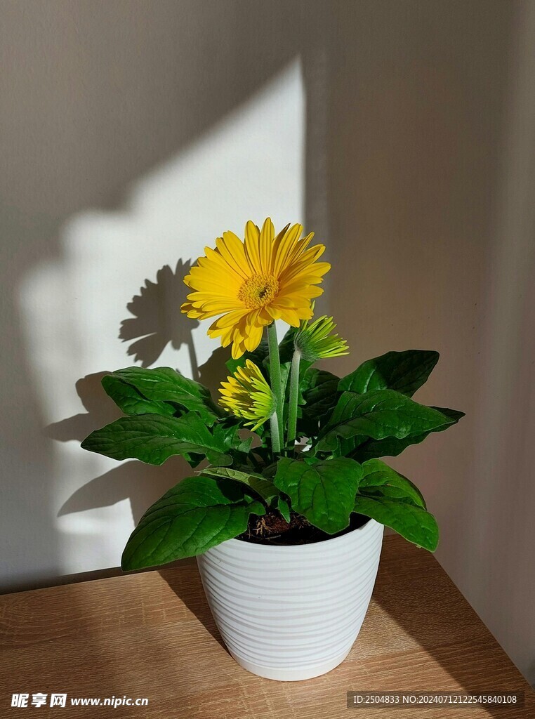 黄春菊