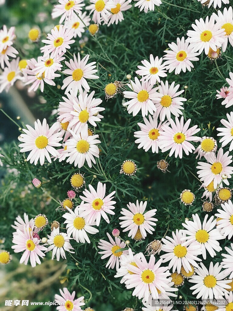 黄春菊
