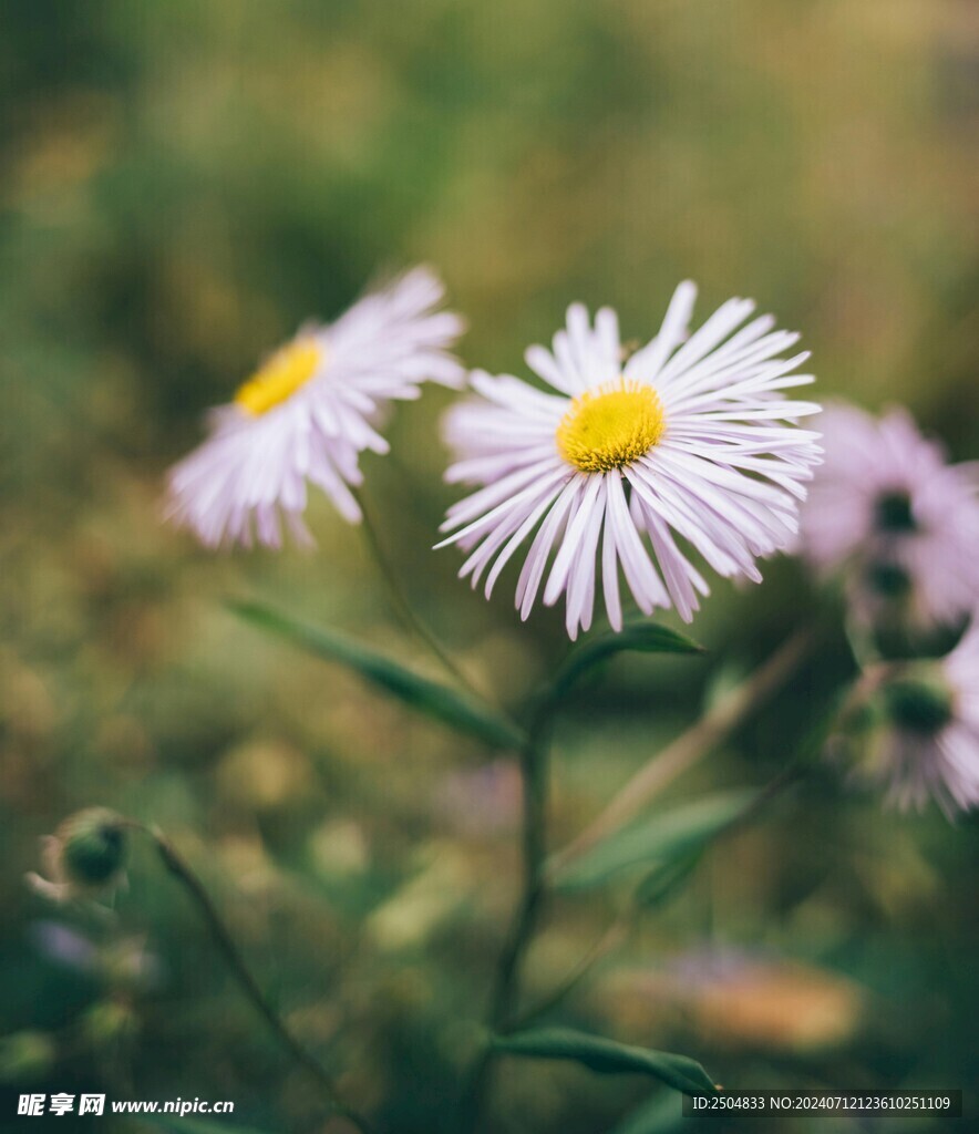 黄春菊