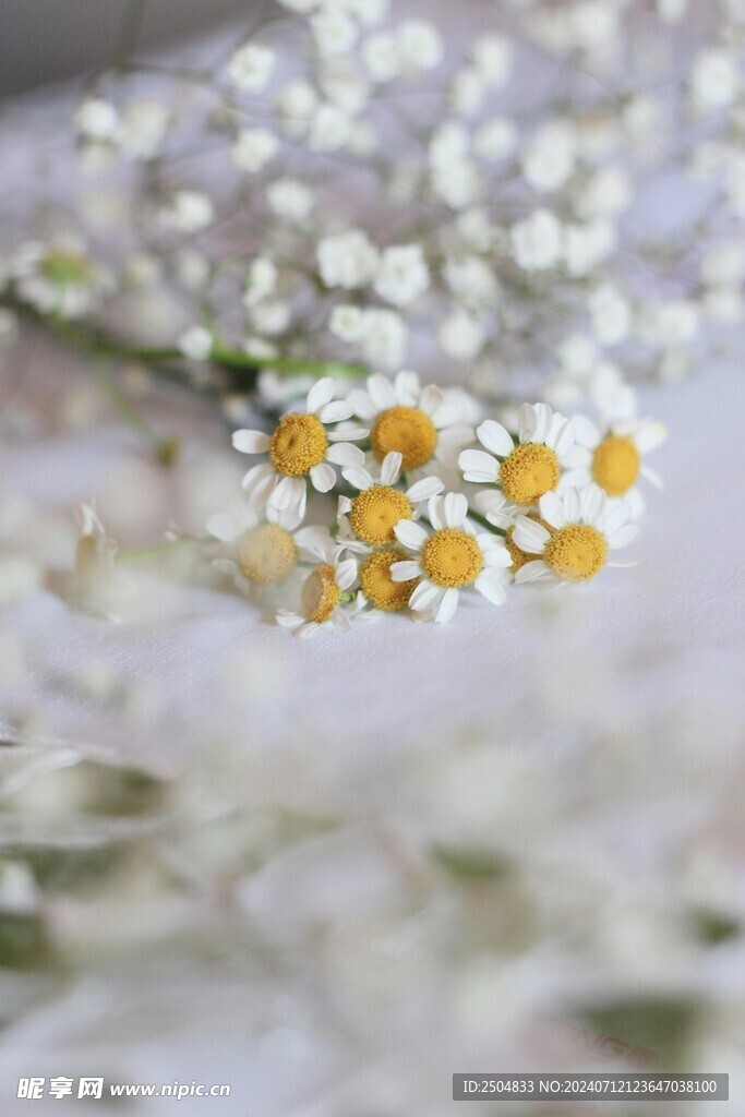 黄春菊