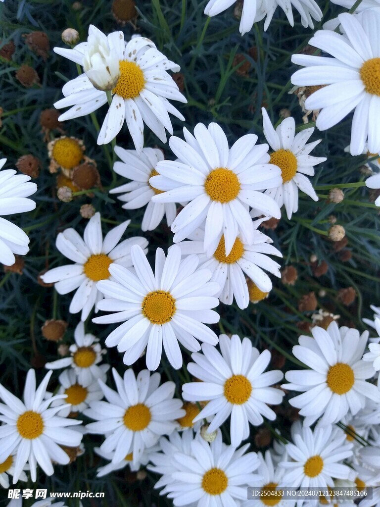 黄春菊