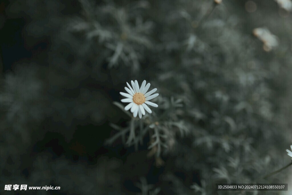 黄春菊