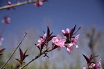 紫叶碧桃花
