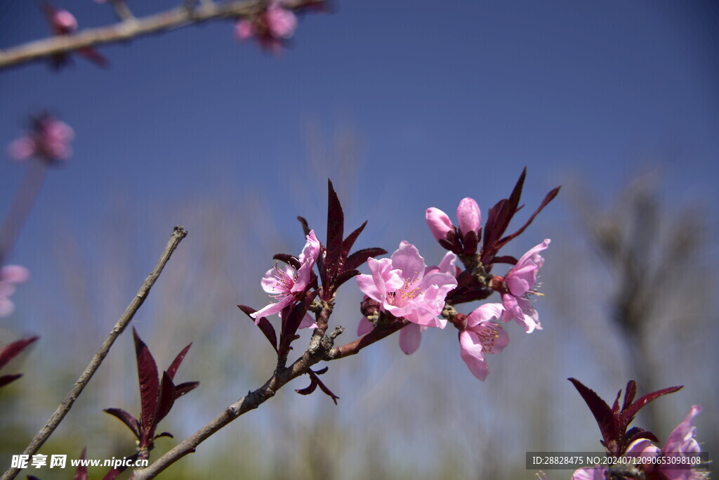 紫叶碧桃花