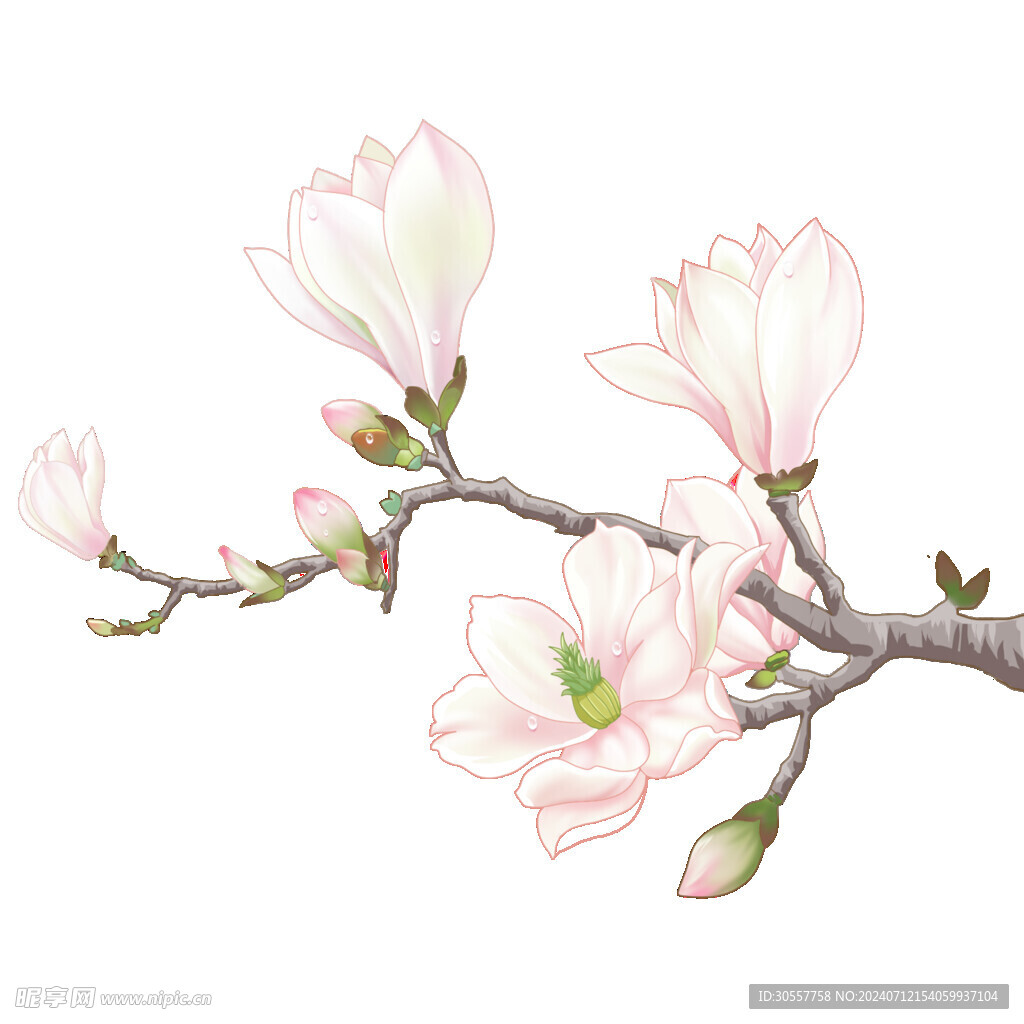 春天花卉玉兰花